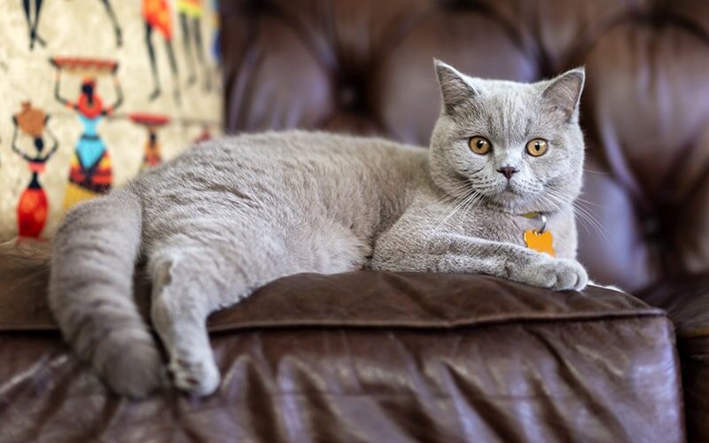 Obese British Shorthair