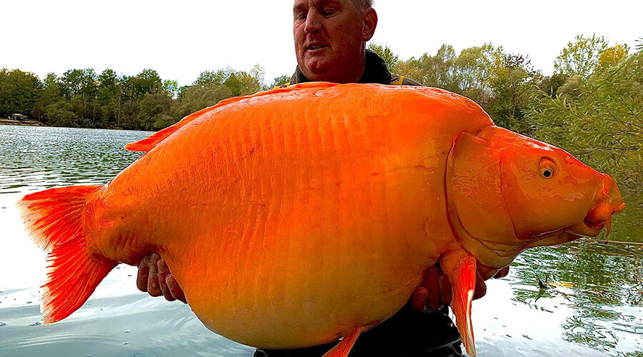Obese Goldfish